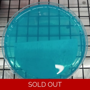 Poured Agar Plates (5 pack) (water)