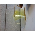 Anti mist visor insert "Clear View" Anti fog helmet visor insert